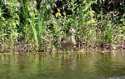 Nilgans, Alopochen Aegyptiacus thumbnail
