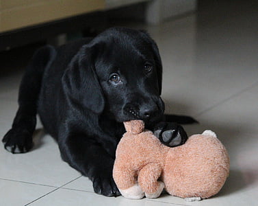 close-up photo of black Labrador retriever puppy biting brown animal plush toy thumbnail