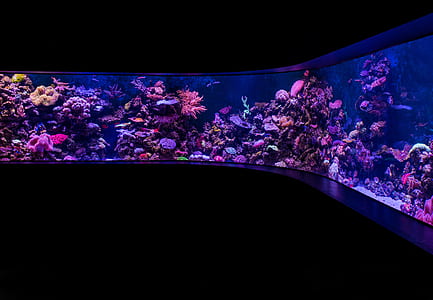 clear glass aquarium with ornaments thumbnail