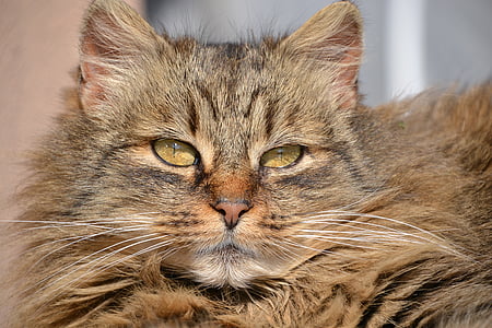 closeup photo of brown and black cat thumbnail