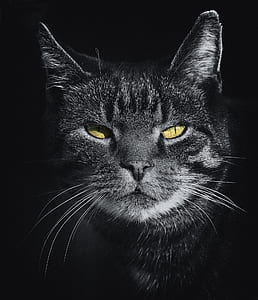 black-and-white, animal, pet, cute thumbnail