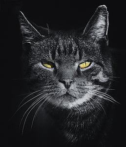 black cat photography thumbnail