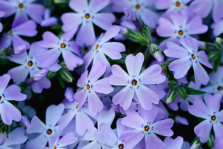 purple flowers thumbnail