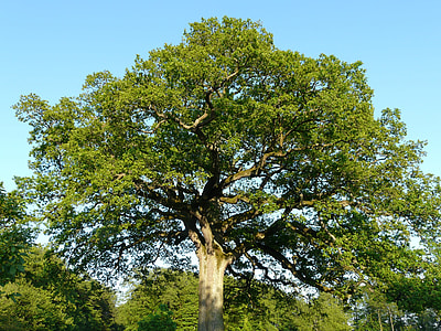 green leafed tree thumbnail