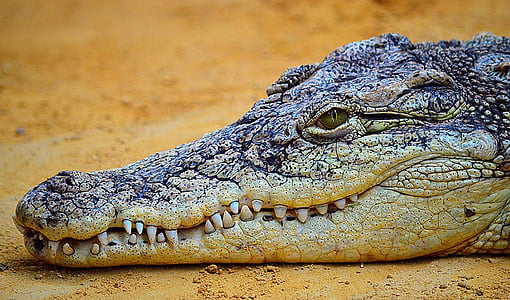 white and black aligator thumbnail