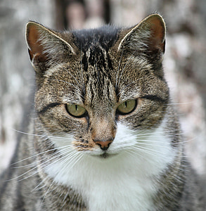 gray tabby cat closeup photography thumbnail