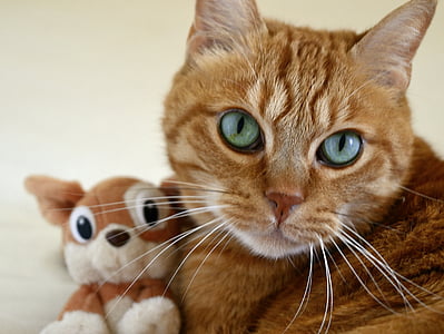 orange Tabby cat thumbnail