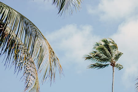 green coconut trees under blue sky at daytime thumbnail