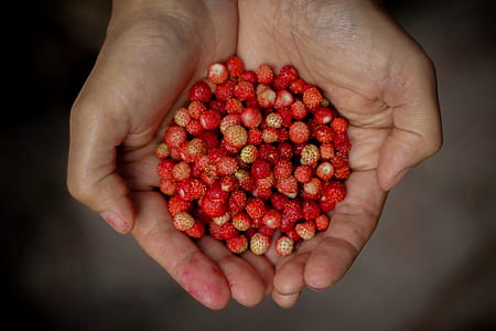 bunch of berries on person's hand thumbnail
