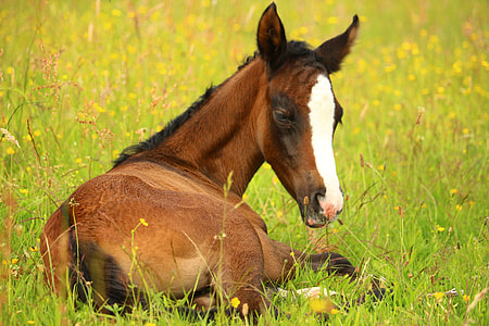 brown and white horse laying on green grass field thumbnail