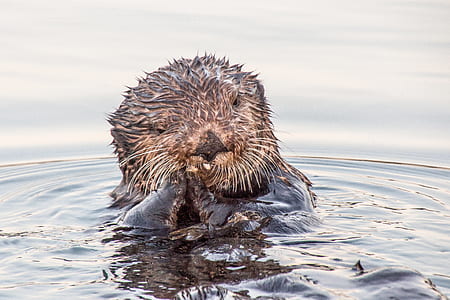 brown fur animal on water thumbnail