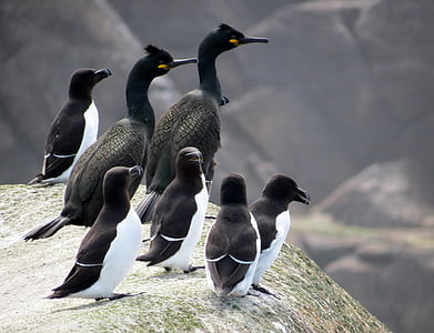 seven black birds perch on gray rock during daytime thumbnail