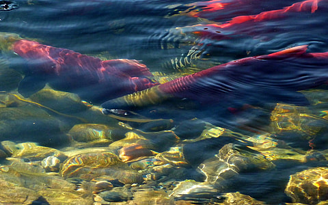 close-up photo of three red fish in body of water thumbnail