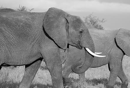 two elephants walking on grass field thumbnail