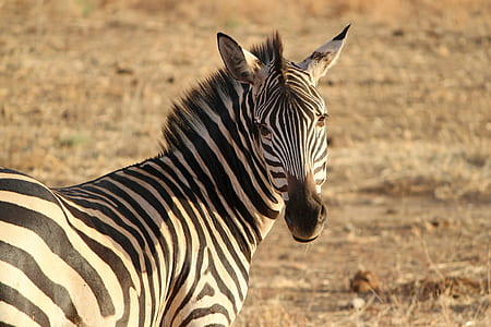 selective focus photo of zebra thumbnail