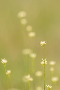 nature, flowers, garden, plant thumbnail