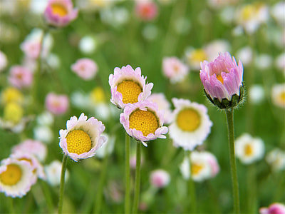 selective focus photography of pink Marguerite daisy flower thumbnail