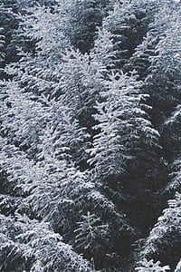 green leafed trees covered with snow during daytime thumbnail