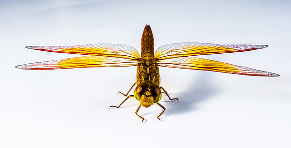 yellow and brown dargonfly thumbnail