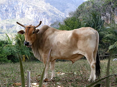 brown cow in grass field during daytime thumbnail