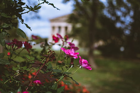 Pink Flower in Macro Shot Photography thumbnail