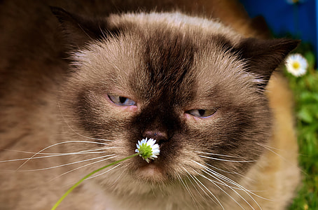 closeup photography of brown cat sniffing white daisy flower thumbnail