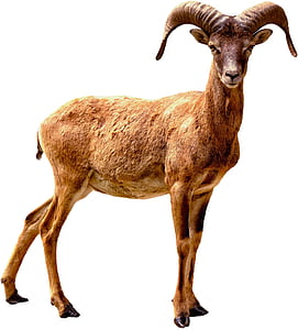 brown ram thumbnail