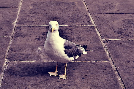 bird, animal, beak, seagull thumbnail
