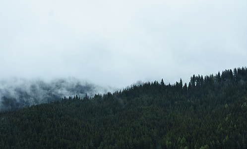green pine trees under cloudy sky during daytime thumbnail