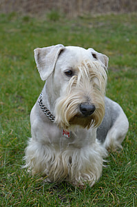 Cesky Terrier, Bohemian Terrier thumbnail