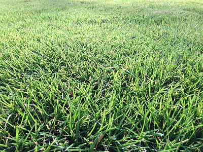 green grass field thumbnail