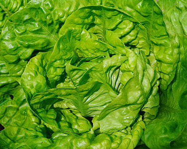 green vegetable leaves thumbnail