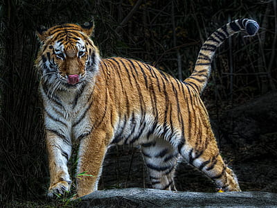 walking tiger at daytime thumbnail