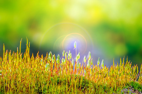 green grass macro photo thumbnail