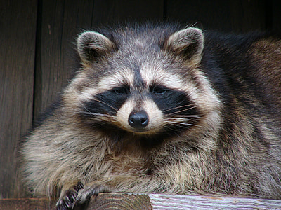 black and brown racoon thumbnail