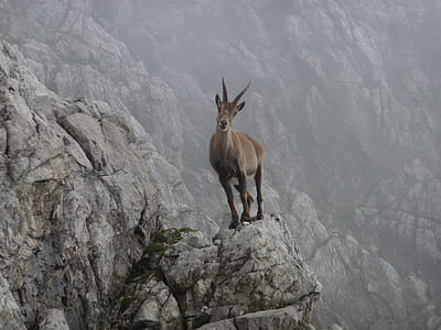 deer standing on rock thumbnail