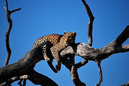 leopard on top of leafles tree thumbnail