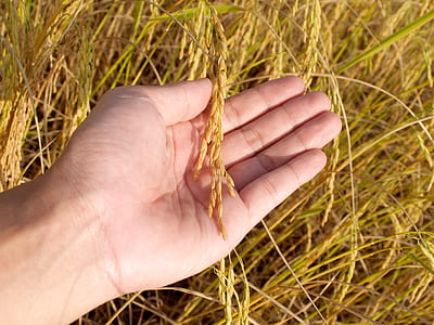 person showing wheat plants thumbnail