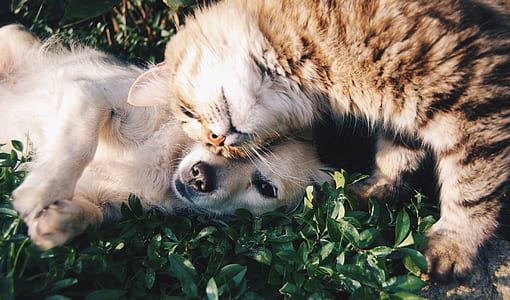 Orange Tabby Cat Beside Fawn Short-coated Puppy thumbnail