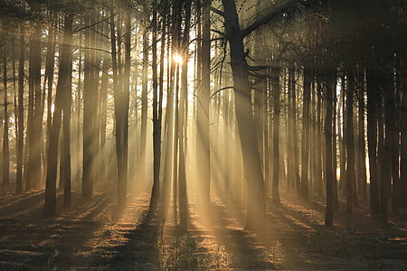 sunlight rays impaled through trees thumbnail