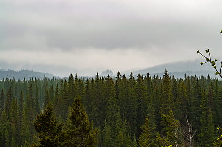 Green Trees Under Nimbus Clouds thumbnail