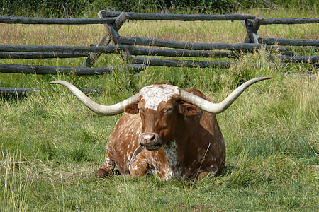 brown and white longhorn bull lying on grass thumbnail