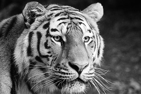 grayscale photo of tiger thumbnail