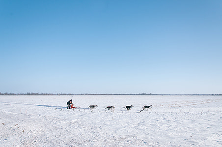 man riding sled with four dogs thumbnail