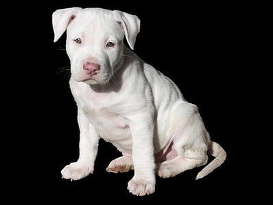 short-coated white puppy thumbnail