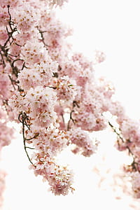 Cherry Blossoms at daytime thumbnail