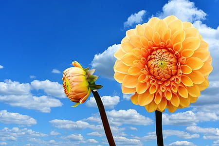 two yellow dahlias in bloom at daytime thumbnail
