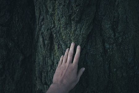 A hand touching a tree thumbnail