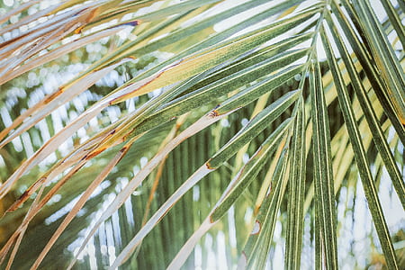 closeup photo of coconut tree thumbnail