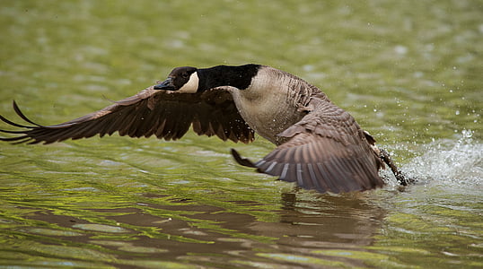 goose, wing, water, lake, bank, fly thumbnail